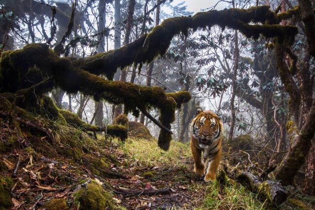 A tiger stares out from its lush forest habitat, traversing one of a series of dedicated wildlife corridors between the National Parks of Bhutan. Emmanuel Rondeau.jpg
