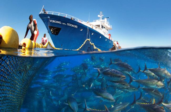 Modern industrial fishing of bluefin tuna, Mediterranean Sea. Antonio Busiello.jpg