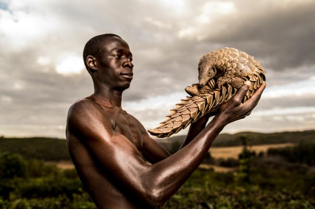 A pangolin recovers with its human 'minder'