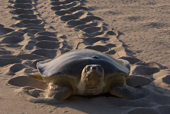 Turtles DON'T live inside their shells as shocking reality