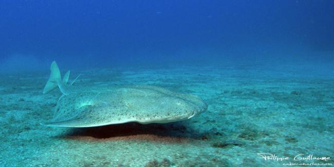 Angel shark