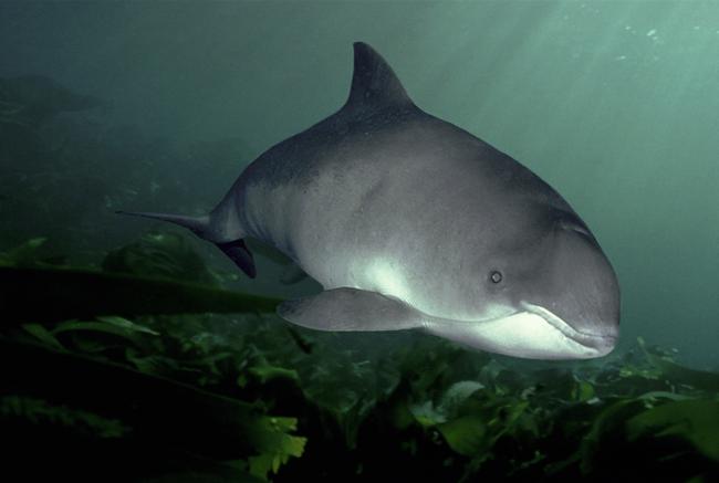 Harbour porpoise 