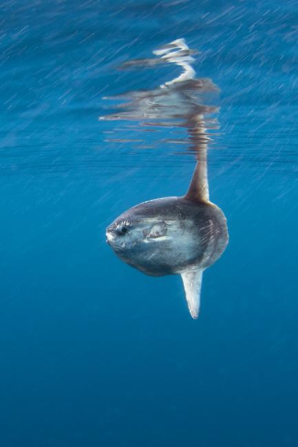 30 Cool & Weird Ocean Animals Around the World