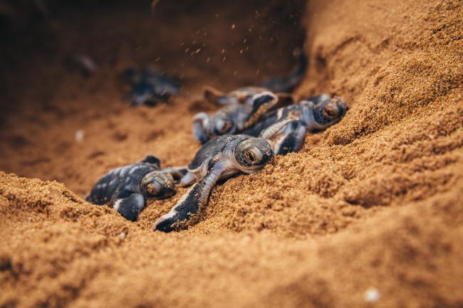 Green turtle hatchlings, Kenya