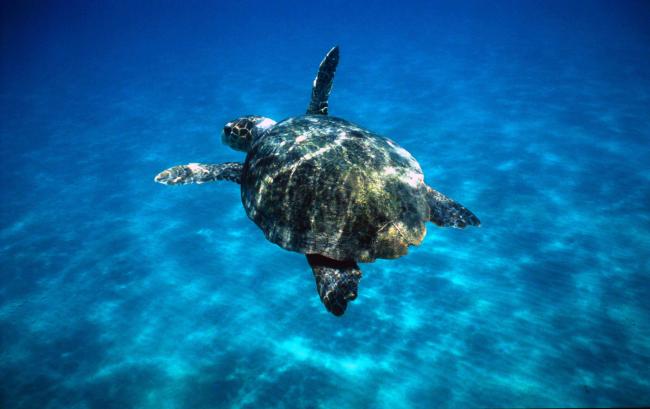 A loggerhead turtle, Greece