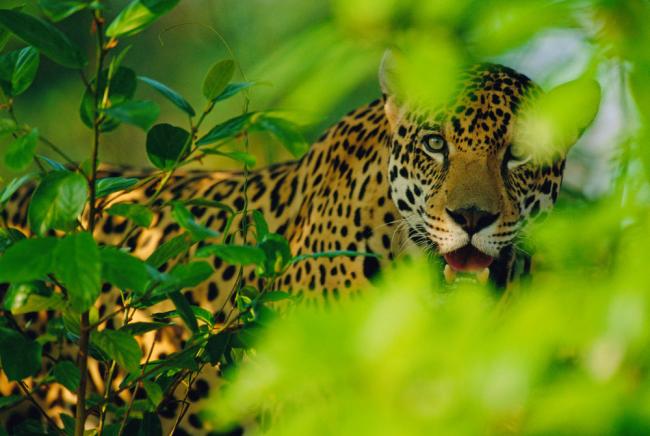 Here are our top 10 facts about Jaguars