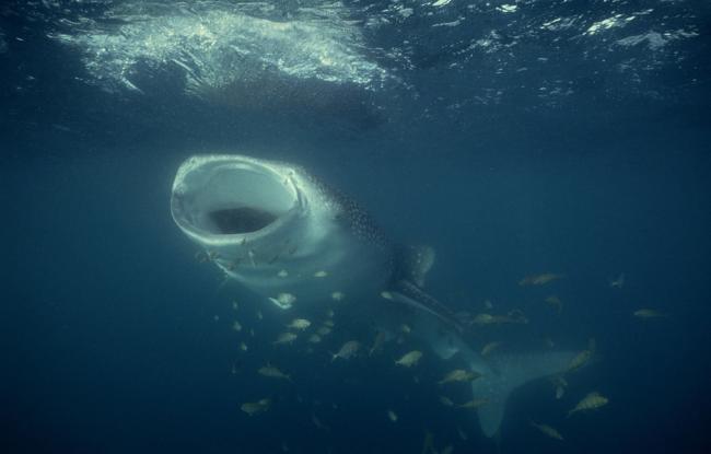 Whale shark feeding