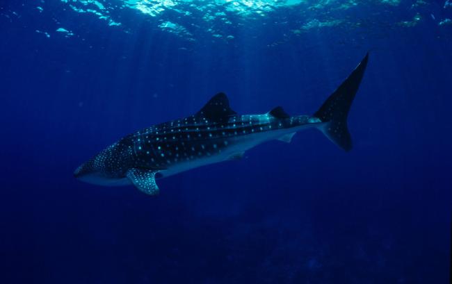 Whale Shark - Shark Facts and Information