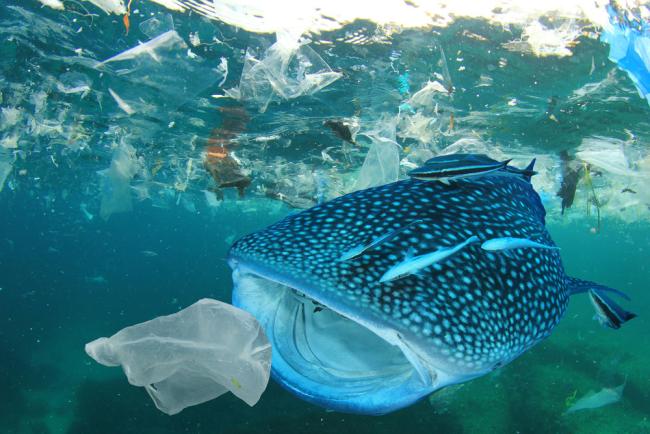 https://www.wwf.org.uk/sites/default/files/styles/max_650x650/public/2019-07/Whale%20shark%20-%20plastic%20ocean%20pollution.jpg?itok=MWfWqRHa