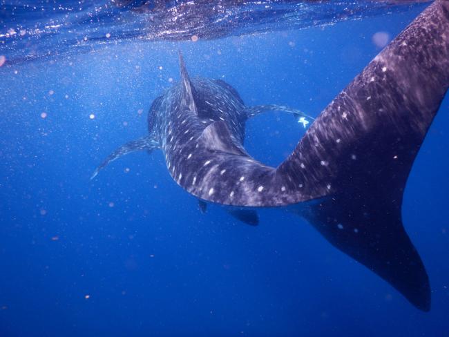 Facts About Whale Sharks