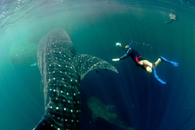 Whale shark with diver