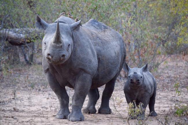 Rinoceronte negro y ternero, Sudáfrica