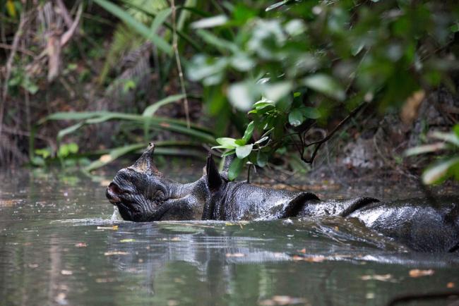 Javan rhino, Ujung Kulon National Park, Java, Indonesia