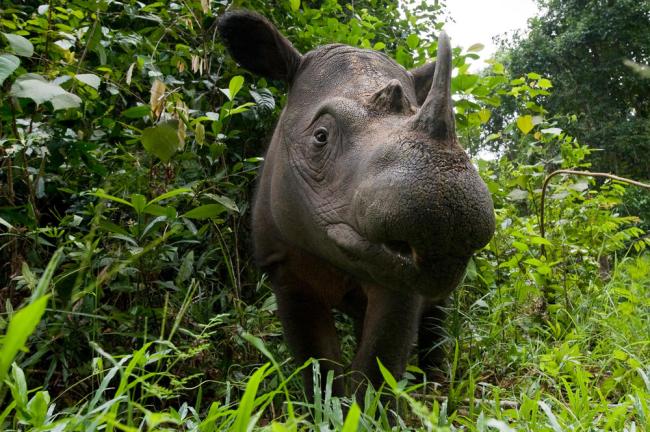 Rinoceronte de Sumatra, Indonesia