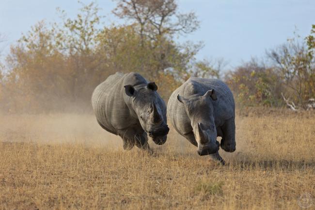 Dos rinocerontes blancos corriendo, Sudáfrica