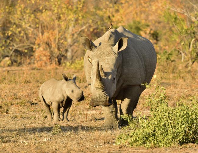 Madre y cría de rinoceronte blanco, Sudáfrica