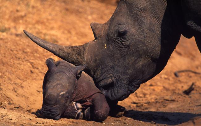 Rhino horn must become a socially unacceptable product in Asia - African  Conservation Foundation