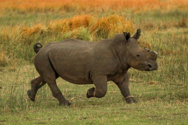 Rinoceronte blanco, Botswana