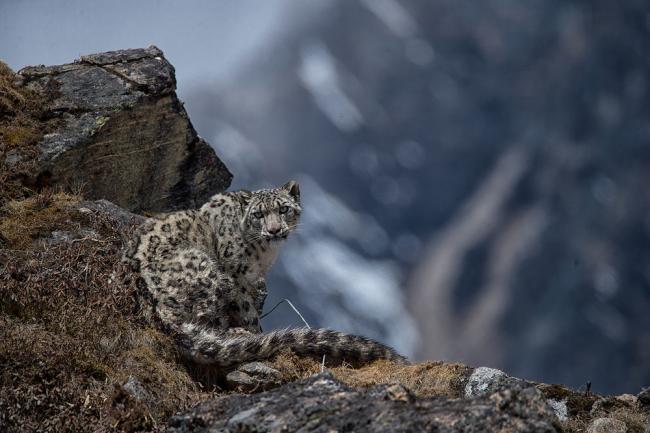 top-10-facts-about-snow-leopards-wwf