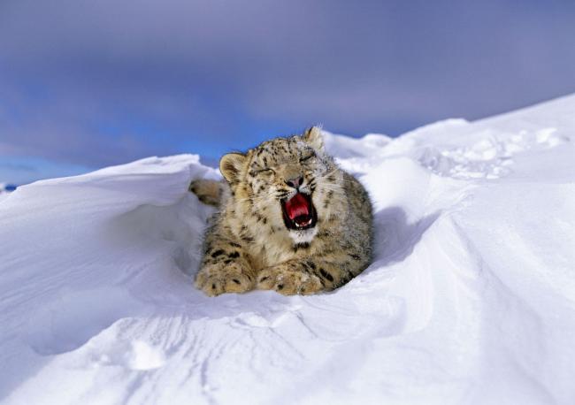 Blue Ice - Snow Leopard