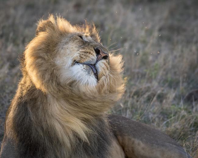 A male lion