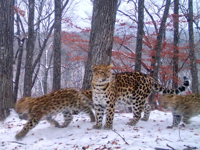 Top 10 Facts About Amur Leopards Wwf