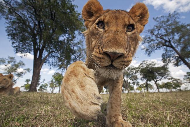 Lion adolescent