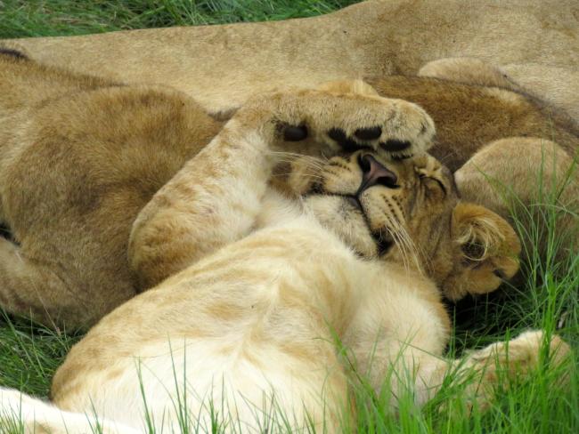 5 Things You (Maybe) Never Knew About Lions
