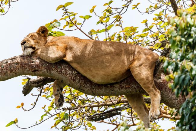 5 Things You (Maybe) Never Knew About Lions