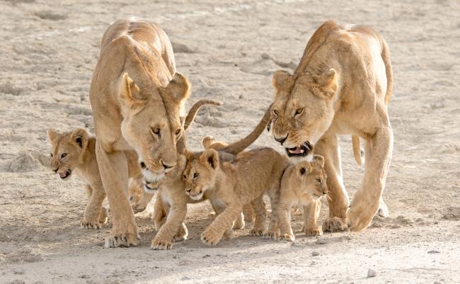 Top 10 facts about Lions