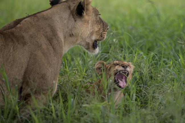 Lions in Tanzania