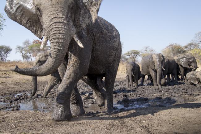 Our top 10 facts about elephants