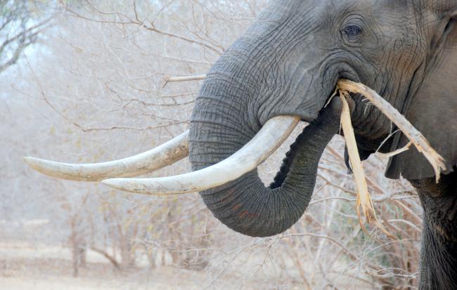 How the Elephant Uses its Trunk to Eat