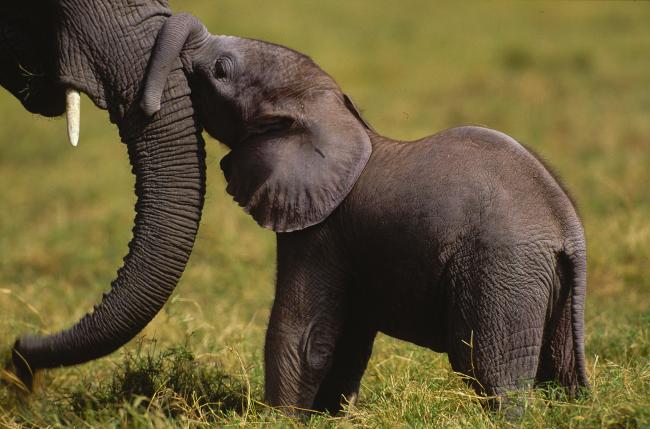 African elephant calf and its mother, Amboseli National Park, Kenya 