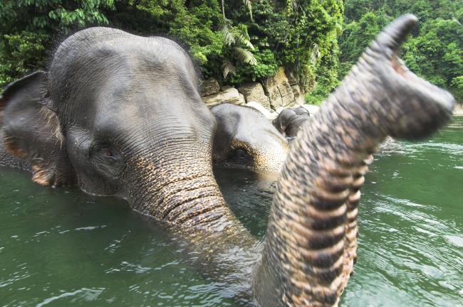 Elephants: Trunk may be one of most sensitive body parts of any animal