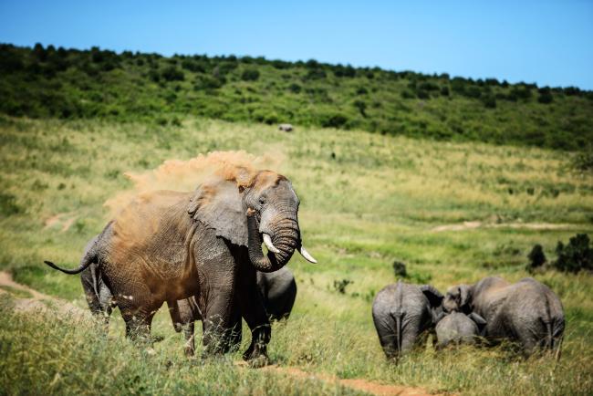 our-top-10-facts-about-elephants-wwf