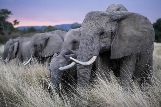 Our Top 10 Facts About Elephants | WWF