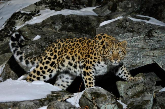 Top 10 Facts About Amur Leopards | WWF