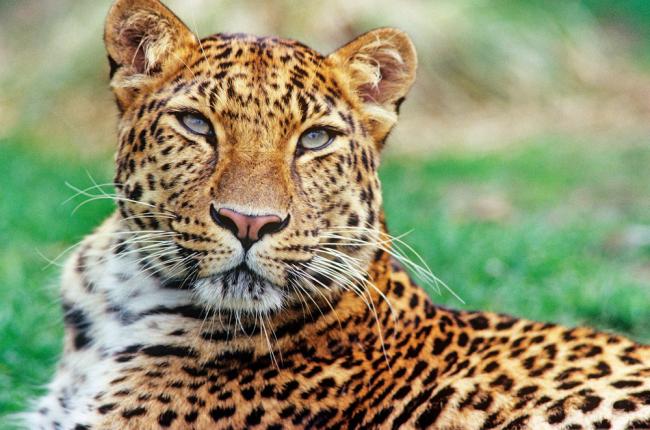 Amur leopard portrait