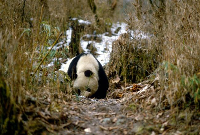 Top 10 Facts About Pandas | WWF