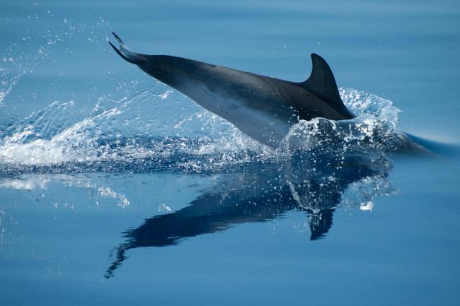 Here are our top 10 facts about dolphins | WWF