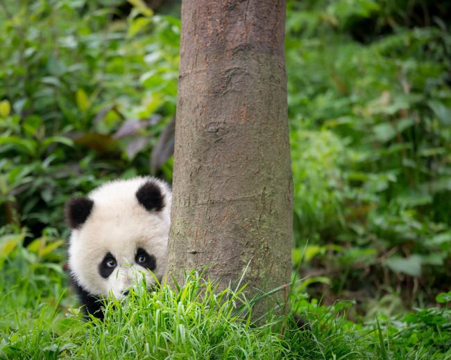look at images of pandas