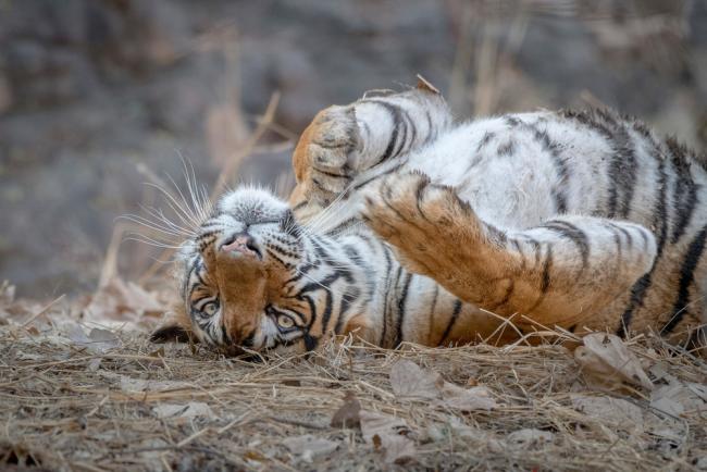 10 Incredible Bengal Tiger Facts - A-Z Animals