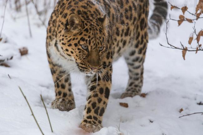 Top 10 Facts About Amur Leopards | WWF