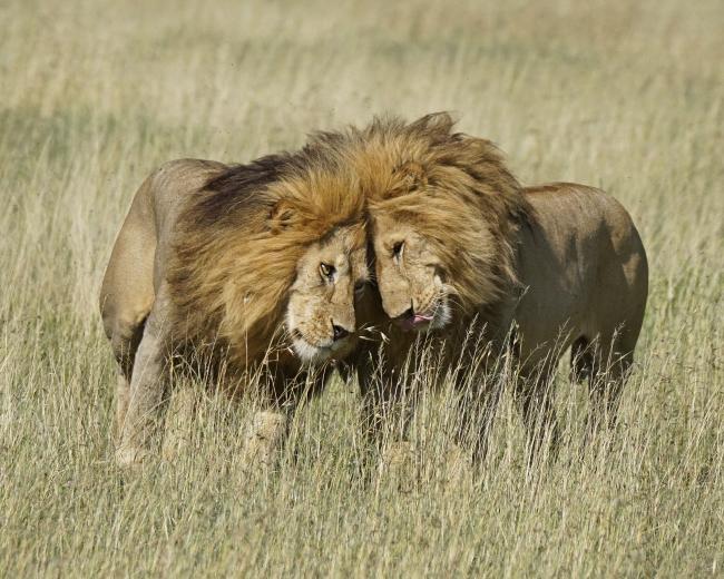 How loud is a lion's roar? And 4 other lion facts, Stories