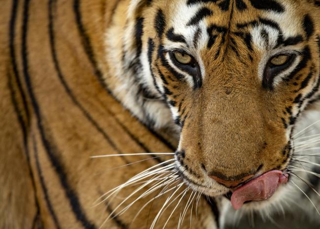 bengal tigers stalking