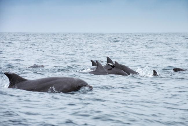 Dolphins swimming in Isola de la Plata, Ecuador.