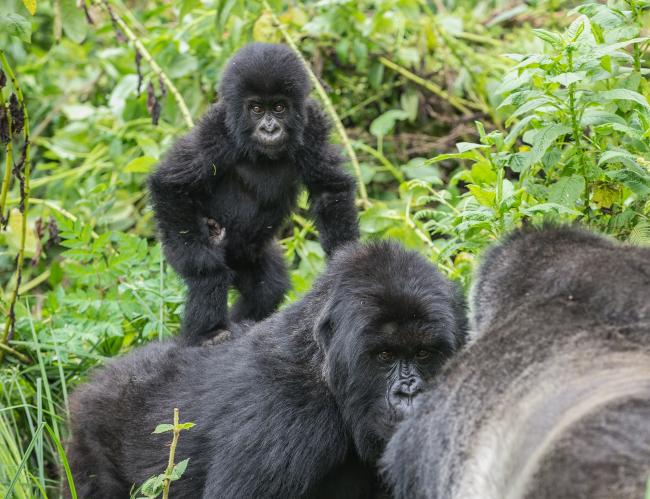 Top 10 Facts About Mountain Gorillas | WWF