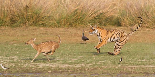 tigers in the wild hunting
