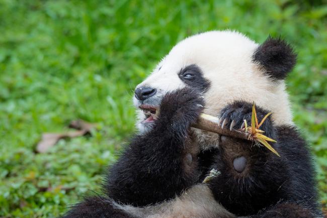 Top 10 Facts About Pandas | WWF